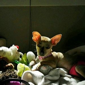 Meet your Posher, Fred